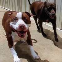 East Coweta Veterinary Hospital ico