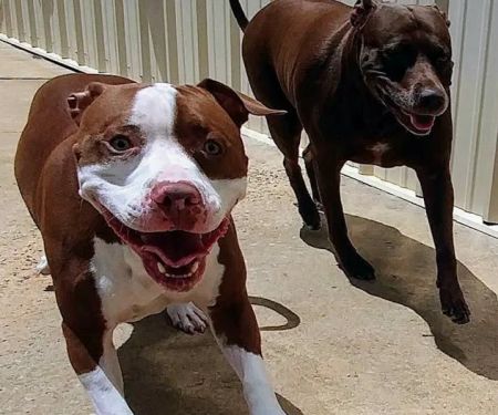 East Coweta Veterinary Hospital