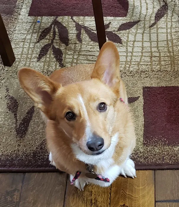 East Coweta Veterinary Hospital Picture 6