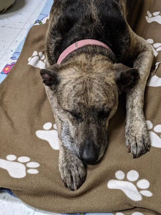 East Coweta Veterinary Hospital Picture 7