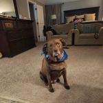 Vet Vaccinations Clinic at Tractor Supply Co.