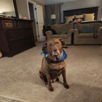 Vet Vaccinations Clinic at Tractor Supply Co. ico