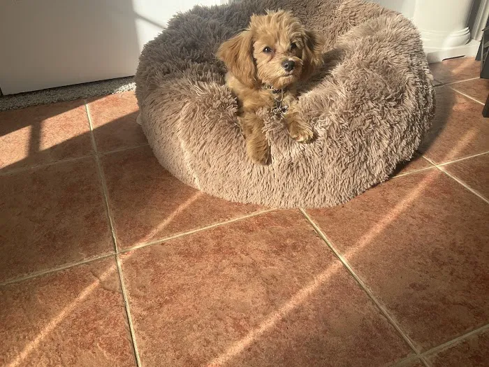 Vet Vaccinations Clinic at Tractor Supply Co. Picture 2