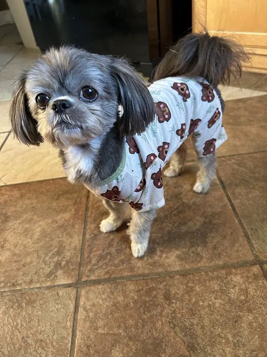 Southeast Animal Eye Specialists Picture 2