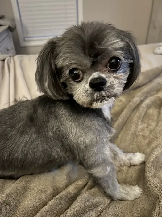 Southeast Animal Eye Specialists Picture 1