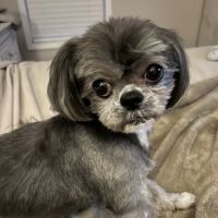 Southeast Animal Eye Specialists ico