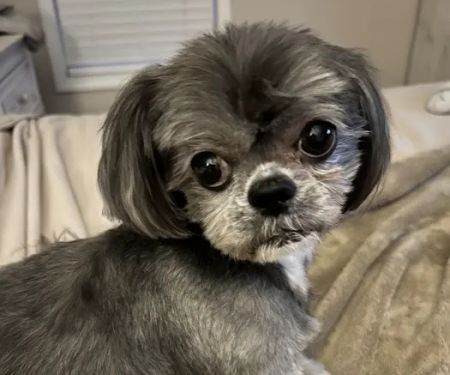 Southeast Animal Eye Specialists