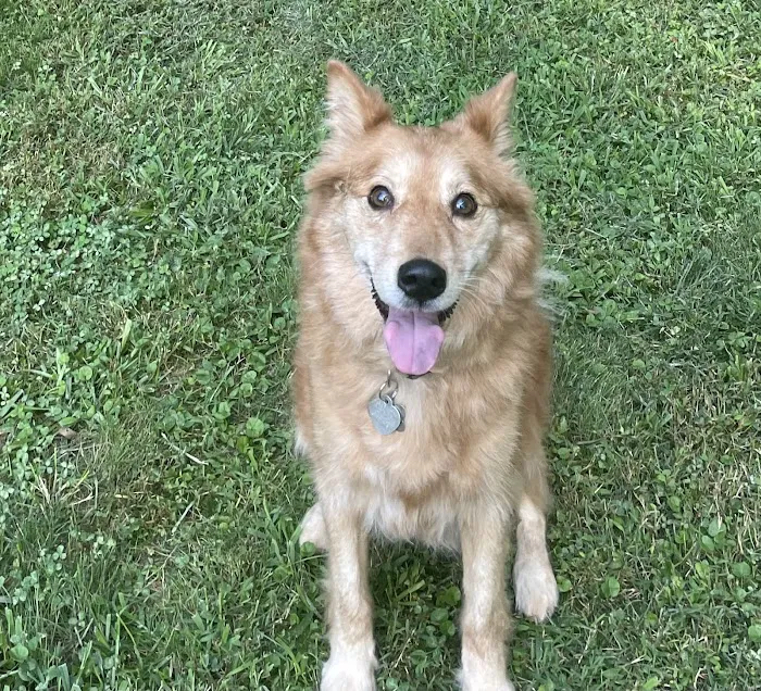 Southeast Animal Eye Specialists Picture 6