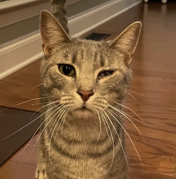 Southeast Animal Eye Specialists Picture 4