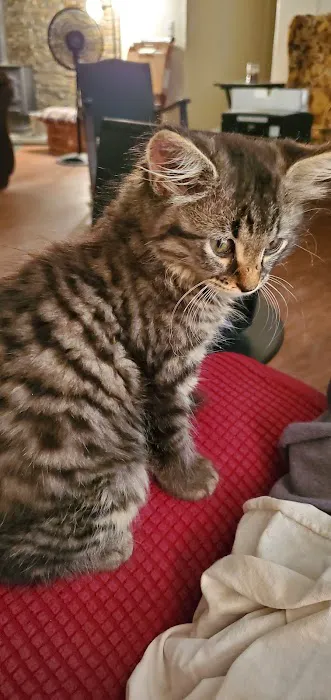 Southeast Animal Eye Specialists Picture 5