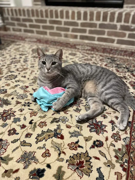 Southeast Animal Eye Specialists Picture 3