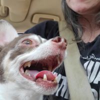 Animal Medical Center Litchfield ico