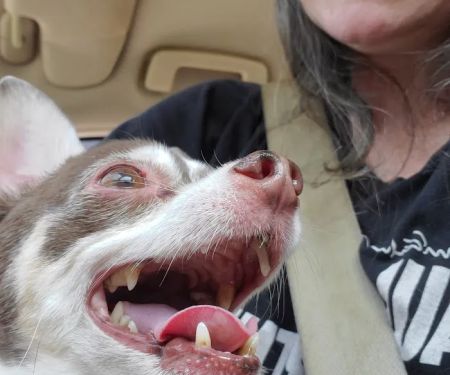 Animal Medical Center Litchfield