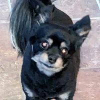 Dr. John Steinmeyer ico