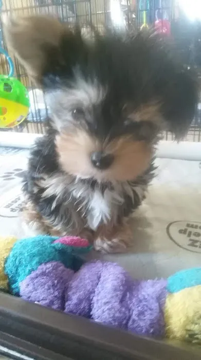 Eagleridge Veterinary Clinic Picture 1