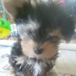 Eagleridge Veterinary Clinic