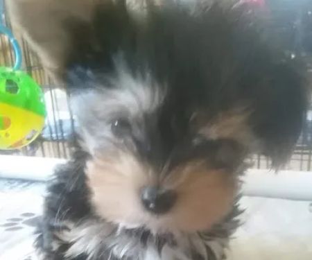 Eagleridge Veterinary Clinic