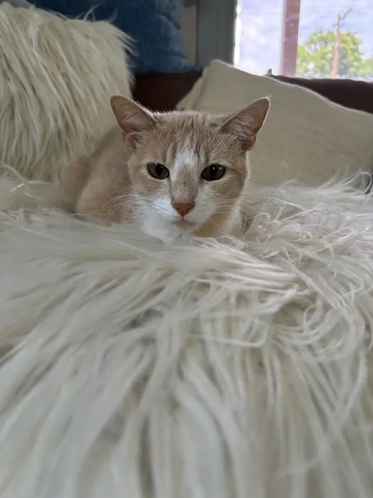 Daniel-Randall Veterinary Clinic Picture 9