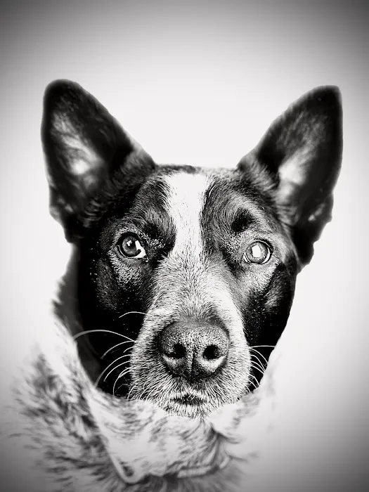 Great Rivers Animal Hospital Picture 3