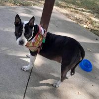 Great Rivers Animal Hospital ico