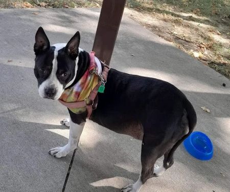 Great Rivers Animal Hospital