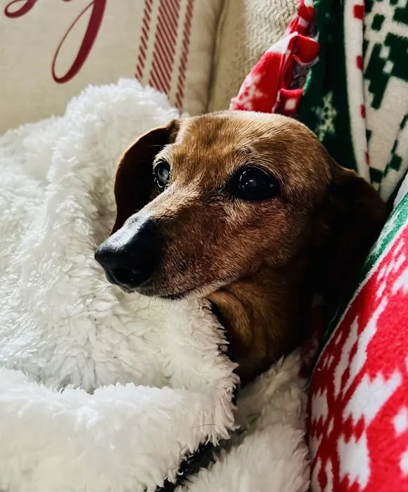 Great Rivers Animal Hospital Picture 5