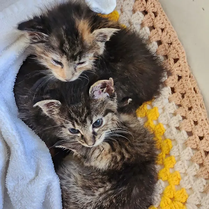 Great Rivers Animal Hospital Picture 4