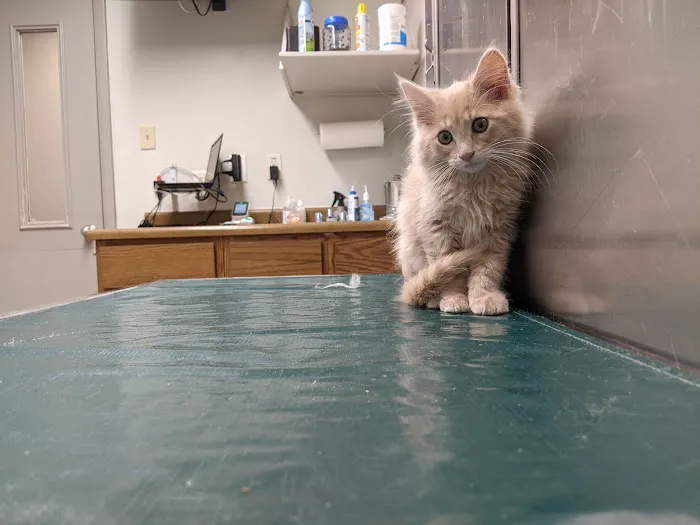 Great Rivers Animal Hospital Picture 10