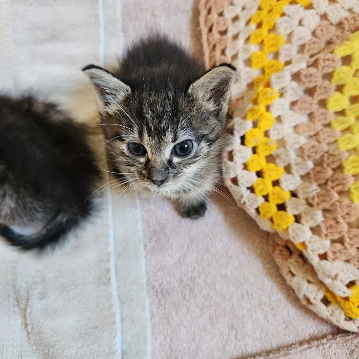 Great Rivers Animal Hospital Picture 9