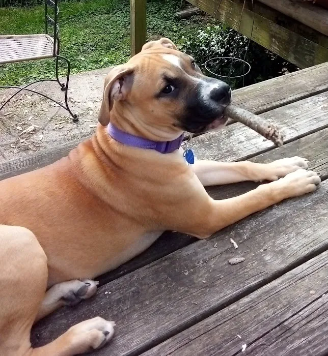 Great Rivers Animal Hospital Picture 8