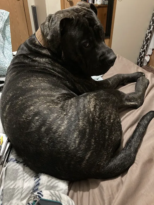 Vetco Vaccination Clinic Picture 1