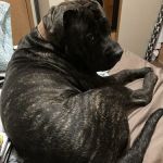 Vetco Vaccination Clinic