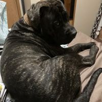 Vetco Vaccination Clinic ico