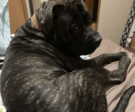 Vetco Vaccination Clinic