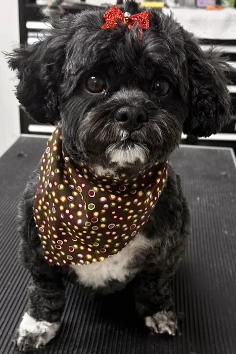 Alton Animal Clinic, Formerly Formea Animal Hospital Picture 2