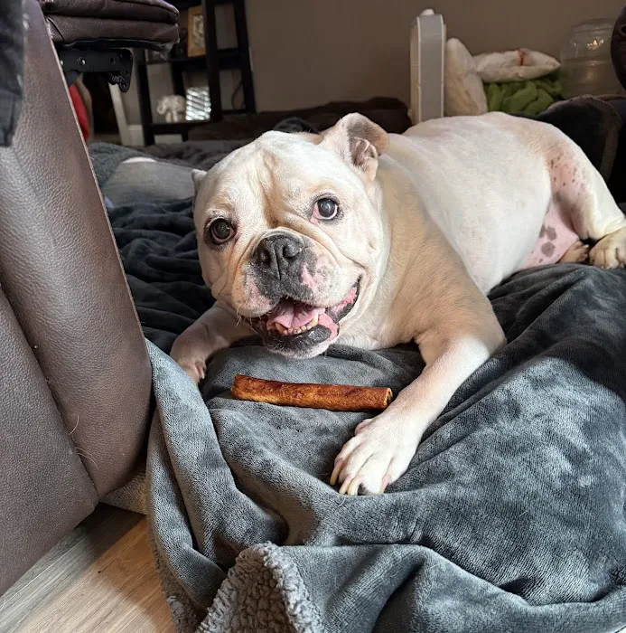 Alton Animal Clinic, Formerly Formea Animal Hospital Picture 4