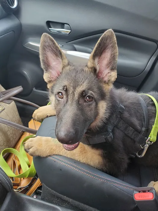 Alton Animal Clinic, Formerly Formea Animal Hospital Picture 1