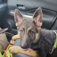 Alton Animal Clinic, Formerly Formea Animal Hospital ico