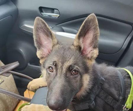 Alton Animal Clinic, Formerly Formea Animal Hospital