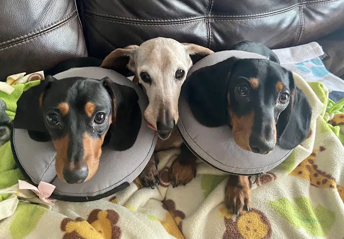 Alton Animal Clinic, Formerly Formea Animal Hospital Picture 3