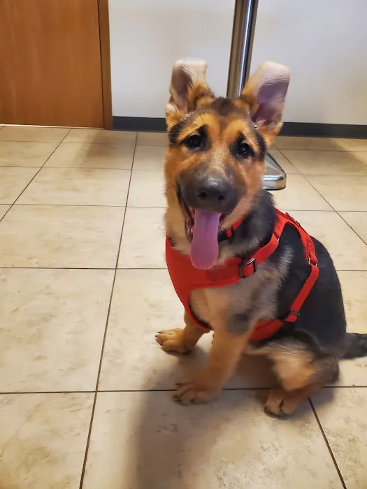 Alton Animal Clinic, Formerly Formea Animal Hospital Picture 7