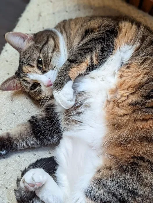 Alton Animal Clinic, Formerly Formea Animal Hospital Picture 5