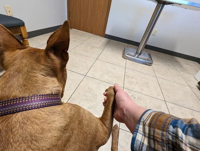 Alton Animal Clinic, Formerly Formea Animal Hospital Picture 6