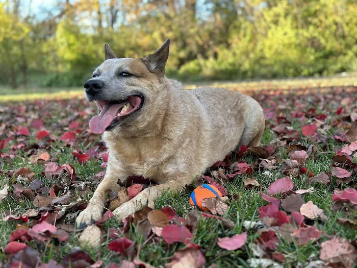 Alton Animal Clinic, Formerly Formea Animal Hospital Picture 10