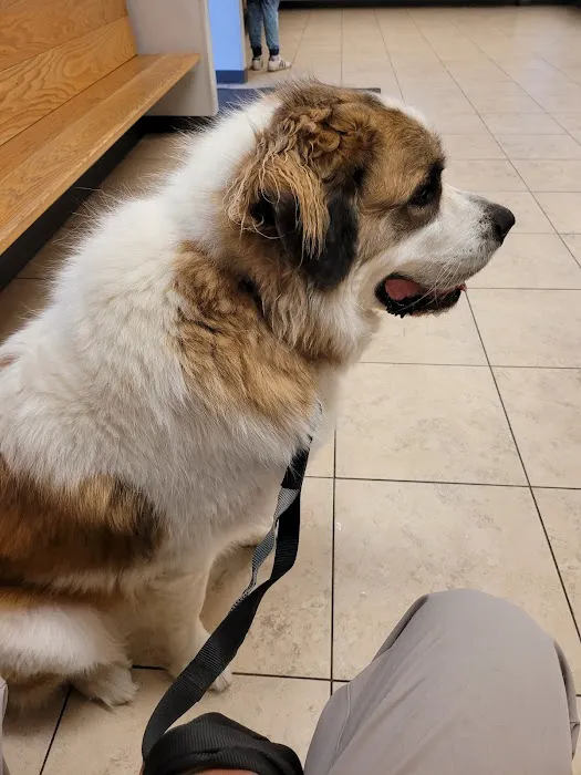 Alton Animal Clinic, Formerly Formea Animal Hospital Picture 9