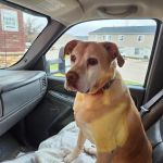 Anamosa Veterinary Clinic