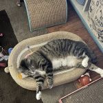 Muscatine Veterinary Hospital