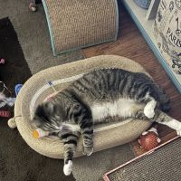 Muscatine Veterinary Hospital ico