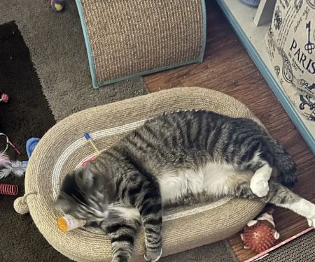 Muscatine Veterinary Hospital