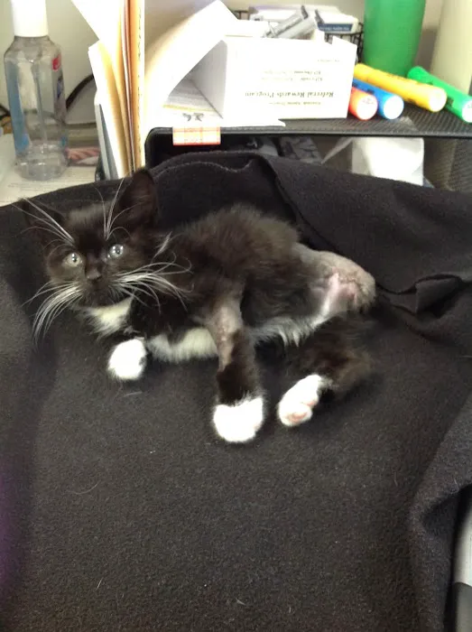 Riverside Animal Hospital Picture 10